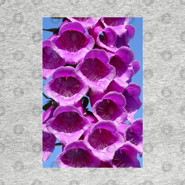 Foxglove by AH64D